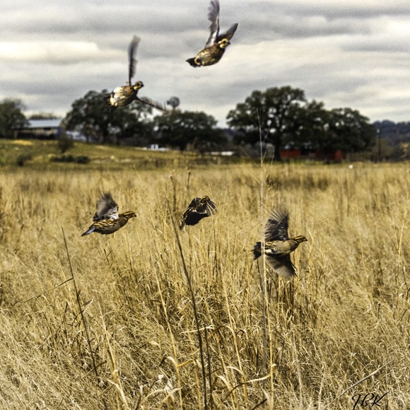 L. L. Bean Boots - Picture 7 of 7